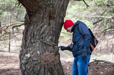 a man traveling in a pine forestの写真素材