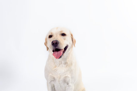 golden labrador - retriever on a white background in studio
