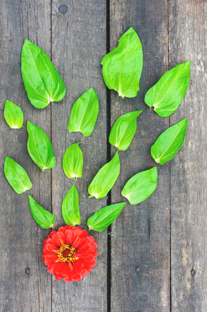 red flower with green leaves on the wooden floorの写真素材