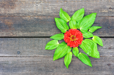 red flower with green leaves on the wooden floorの写真素材