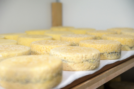 cheese at the dairy, cheese is ripen on wood racksの写真素材