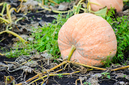 pumpkin harvesting on the farmの写真素材