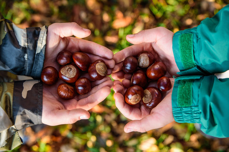 kids hands with chestnuts - fall timeの写真素材