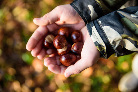 kids hands with chestnuts - fall timeの写真素材
