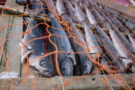 Dried salmon hunging in drier, Norway