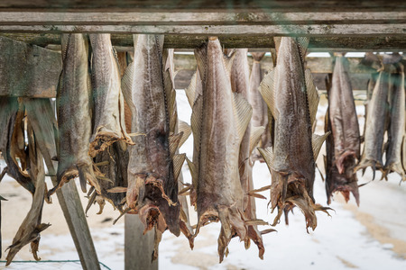 Dried salmon hunging in drier, Norwayの写真素材