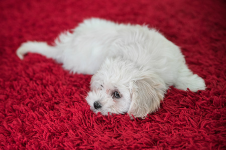 Young maltese puppy on the red carpet at homeの写真素材