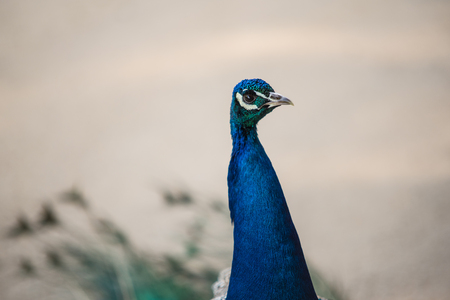 Beautiful peacock male walking freely in the garden, shallow DOFの写真素材