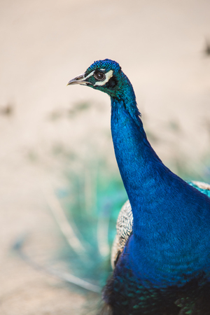 Beautiful peacock male walking freely in the garden, shallow DOFの写真素材