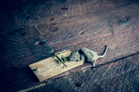 Gray, dead mouse trapped by mouse trap, separated on whiteの写真素材