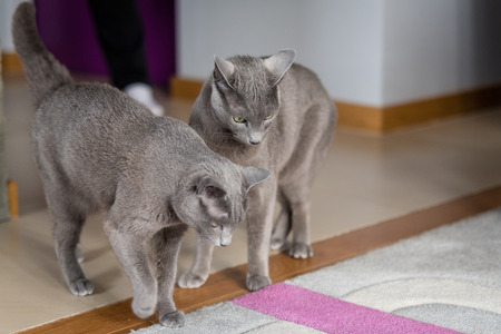 TworRussian blue cats living at human's home. Pets concept.の写真素材