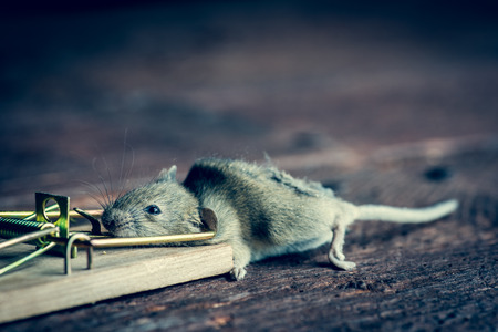 Gray, dead mouse trapped by mouse trap, separated on whiteの写真素材