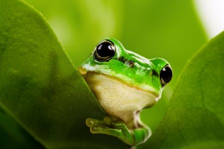 Frog peeking out from behind the leavesの写真素材