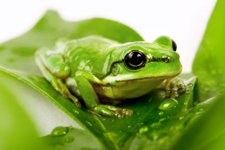 Small green tree frog sitting on the fresh leavesの写真素材