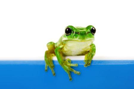 Green frog looking out of blue cooking potの写真素材