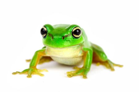 Little tree-frog on white background - close-upの写真素材