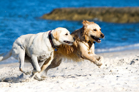 Golden retriever and labrador running on the beach