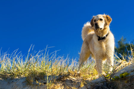 Golden retriever in the grass against blue sky