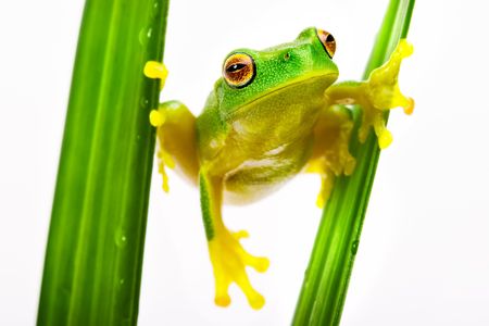 Small green tree frog holding on to grass bladesの写真素材