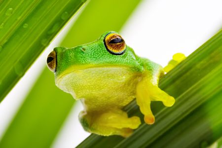 Frog peeking out from behind the leavesの写真素材