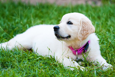 Golder retriever puppy girl resting on the grass