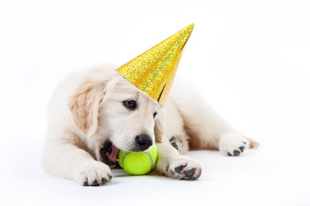 Golden retriever puppy with tennis ball and a hat