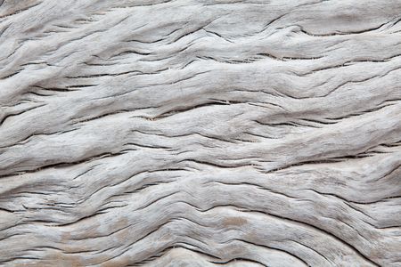 Dry white driftwoon with irregular textureの写真素材