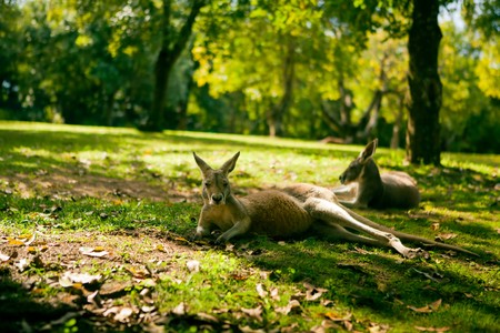 Australian cangaroos relaxing on the grass under treeの写真素材