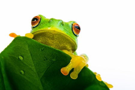 Frog peeking out from behind the wet leafの写真素材