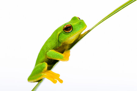 Small green tree frog sitting on grass blade