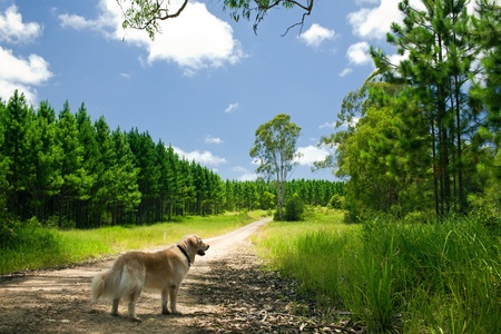 Golden retriever standing on a path to a forestの写真素材