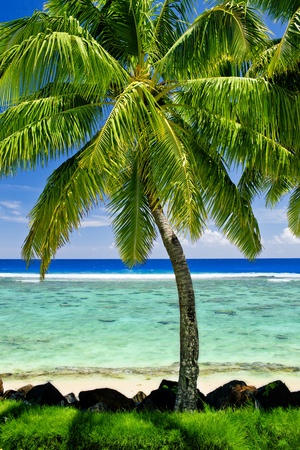 Single palm tree overlooking amazing blue lagoonの写真素材