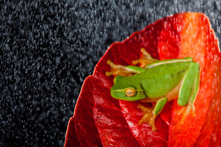 Little green tree frog sitting on red leaf in rainの写真素材