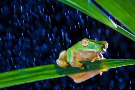 Little green tree frog sitting on green leaf in rain