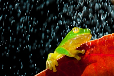 Little green tree frog sitting on red leaf in rainの写真素材