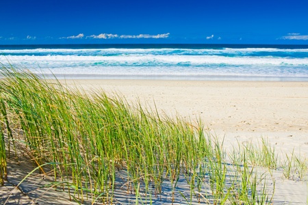 Grass and sandy beach on sunny day of Gold Coast Queenslandの写真素材