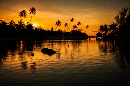 Sunset in a tropical paradise with palm trees and oceanの写真素材