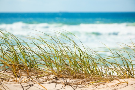 Green grass on sandy dune overlooking tropical beachの写真素材