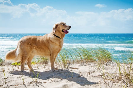 Golden retriever on a sandy dune overlooking tropical beachの写真素材