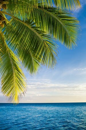 Coconut palm tree leaves over endless ocean with copyspaceの写真素材