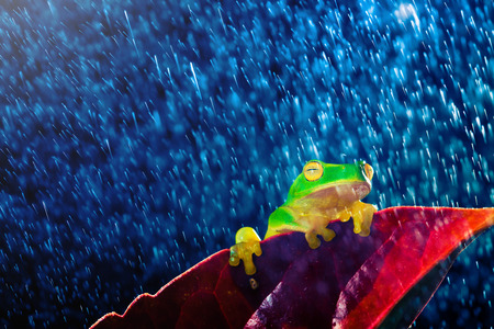 Small green tree frog sitting on red leaf in rainの写真素材