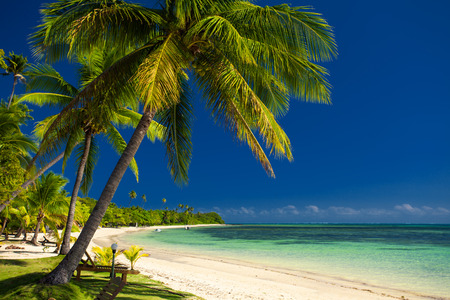 Palm trees and a white sandy beach at Fiji Islandsの写真素材