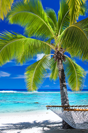 Empty hammock under palm tree on tropical beachの写真素材