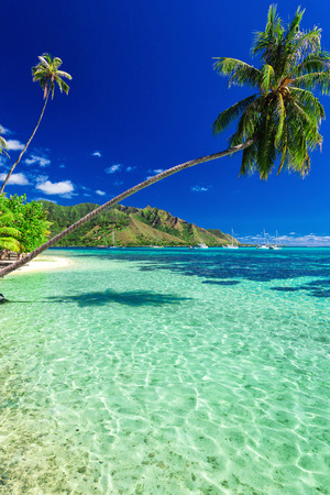 Public beach on the north side of tropical Moorea island, French Polynesiaの写真素材