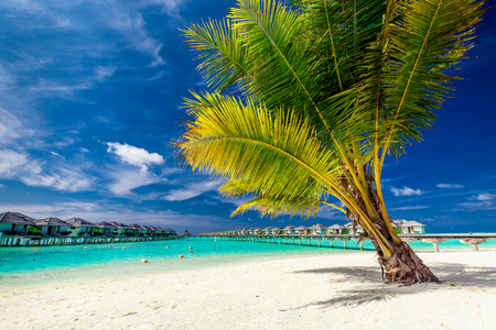 A palm tree on a beach in front of tropical over-water villas in Maldivesの写真素材