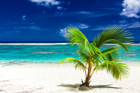 Single small palm tree on a sandy Rarotonga beach, Cook Islandsの写真素材