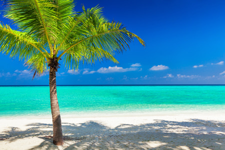 Single vibrant coconut palm tree on a white tropical beach of Maldivesの写真素材
