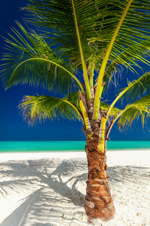 Single vibrant coconut palm tree on a white tropical beach in Maldivesの写真素材