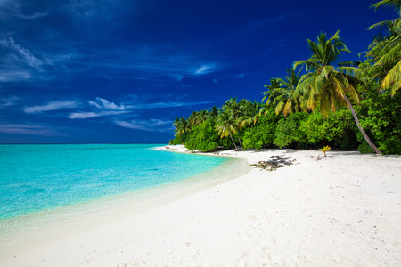 Amazing beach on a tropical island with palm trees overhanging lagoonの写真素材
