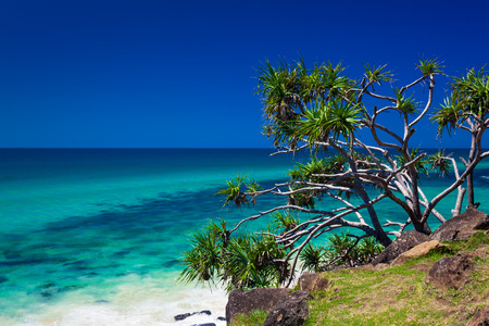 Beach view with a tree in Burleigh Heads National Park, Gold Coast, Australiaの写真素材